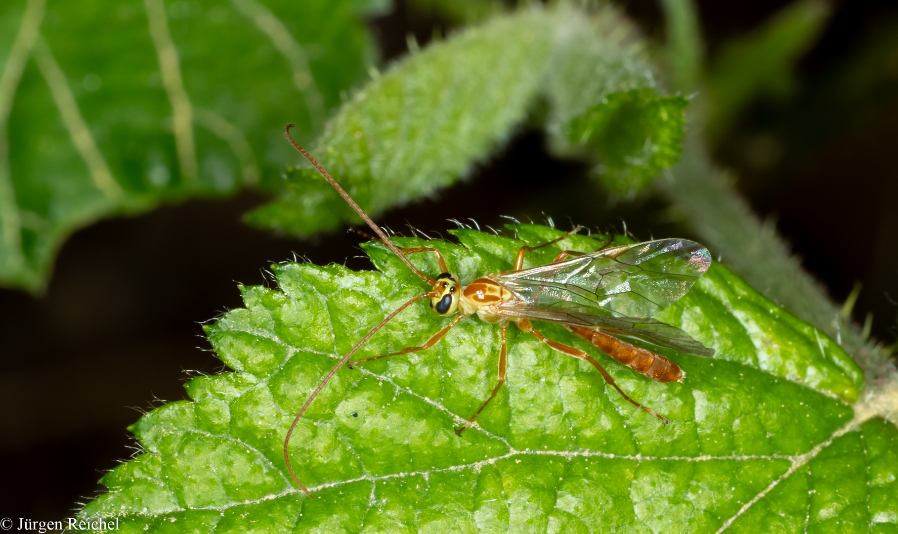 Kleine Spannerraupen-Schlupfwespe (Ophion minutus)