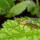 Kleine Spannerraupen-Schlupfwespe (Ophion minutus)