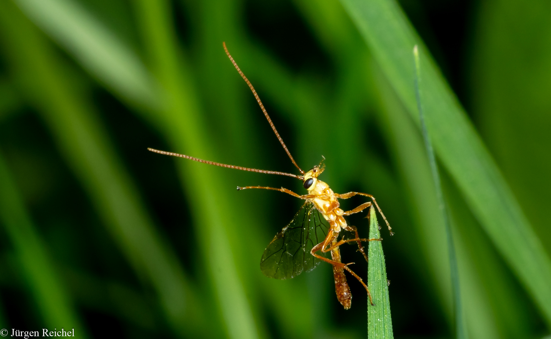 Kleine Spannerraupen-Schlupfwespe (Opion minutus)