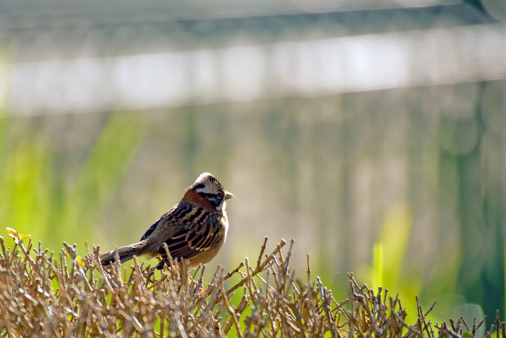 Kleine Spatz.