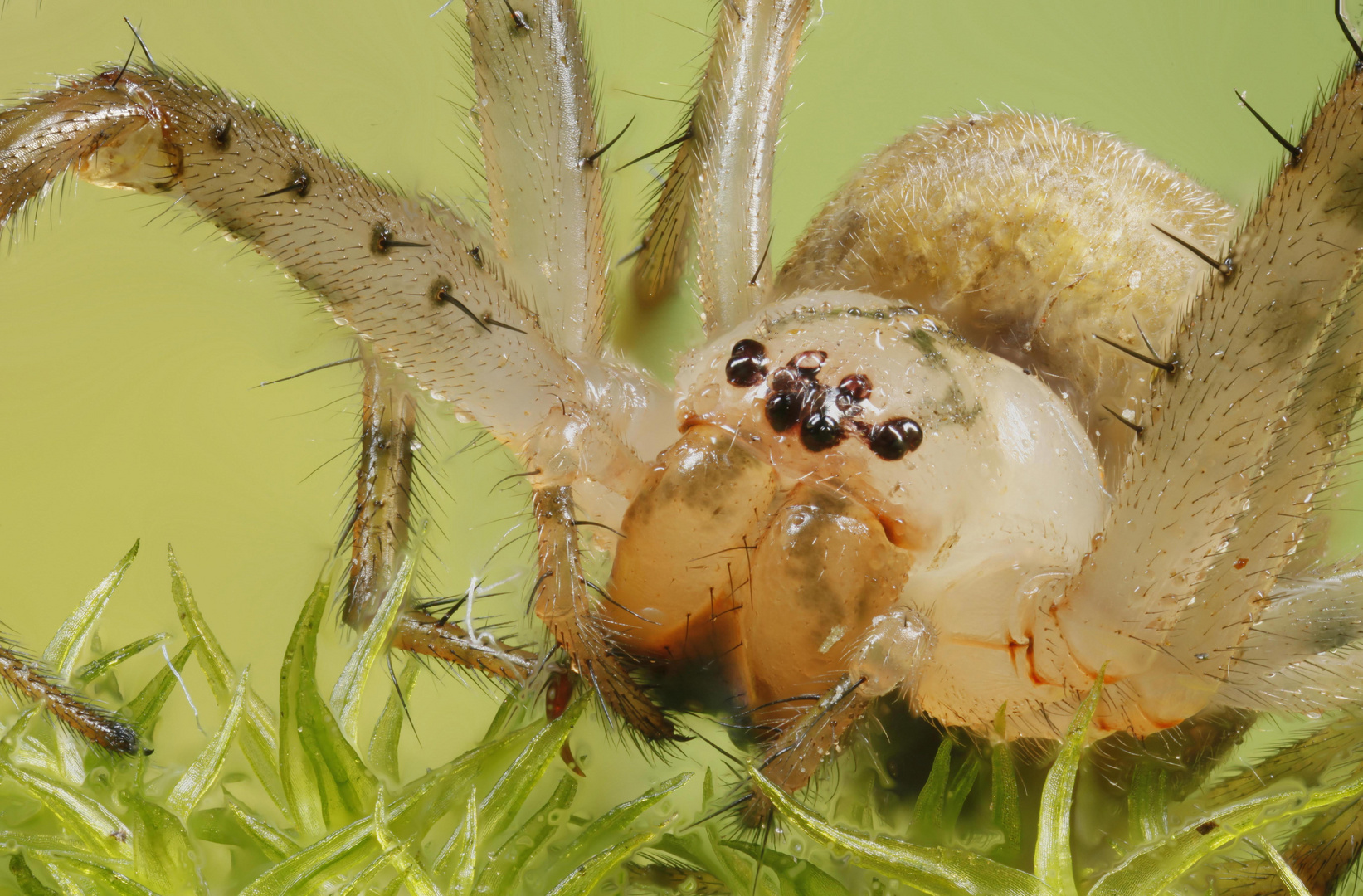 kleine spinne