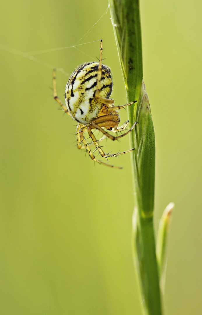 Kleine Spinne