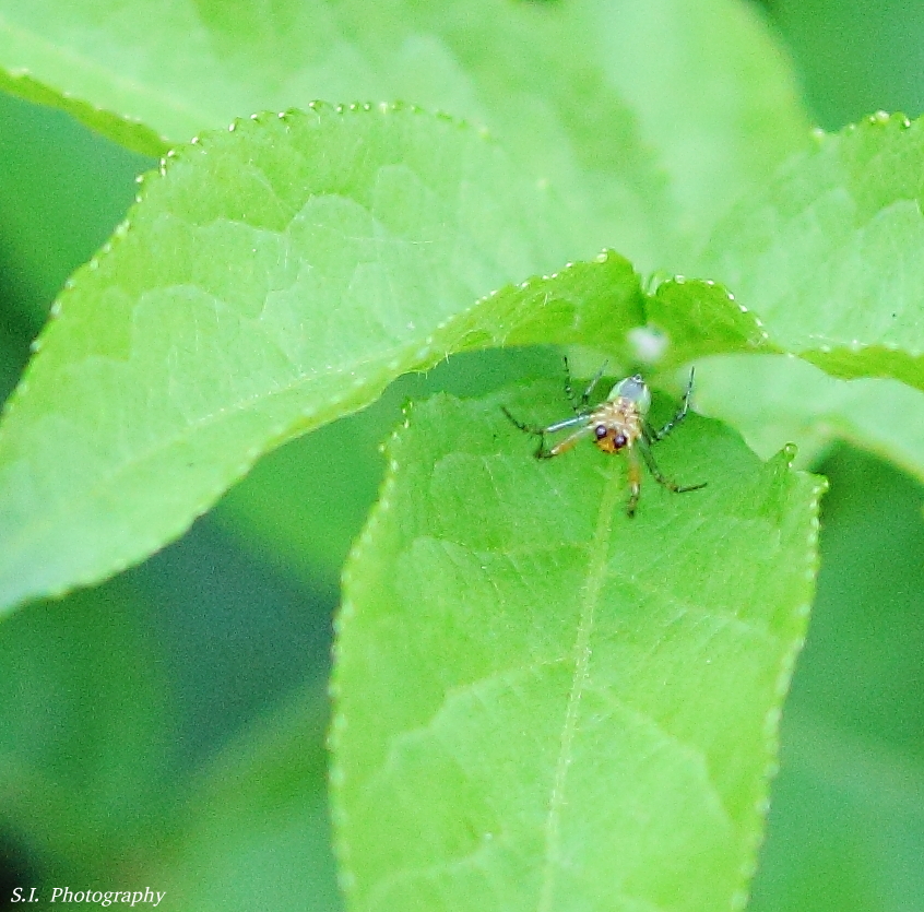 Kleine Spinne