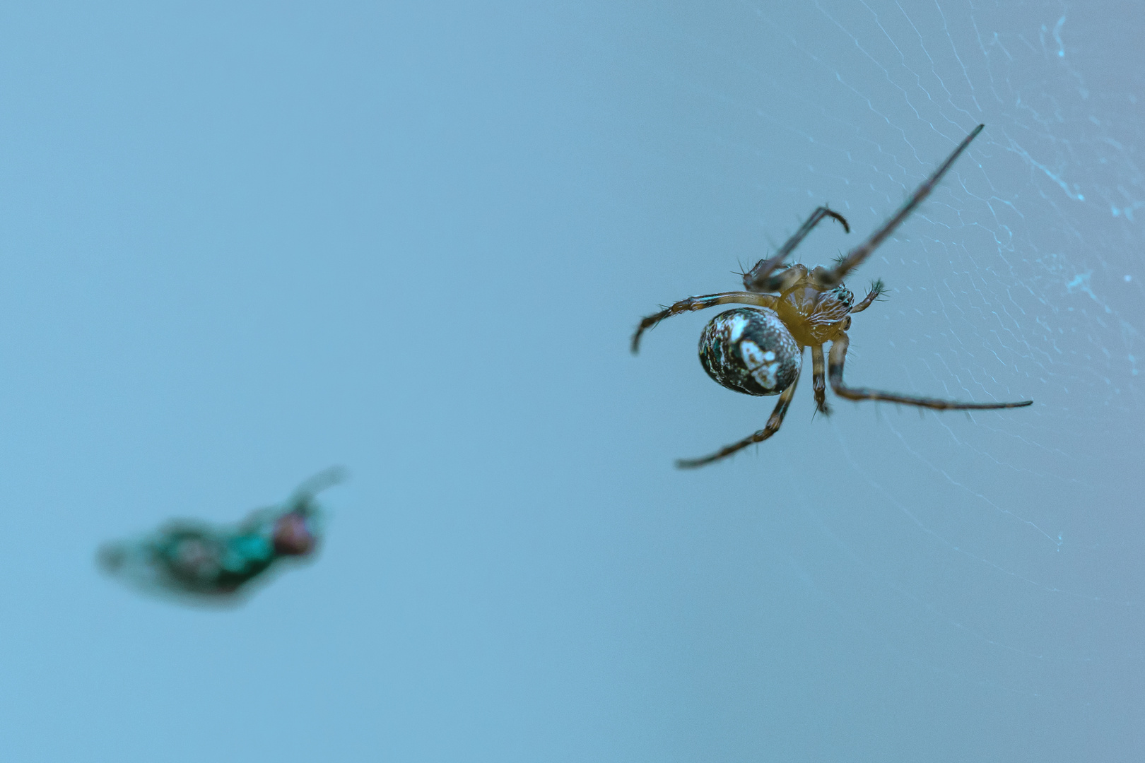 Kleine Spinne 1 cm groß