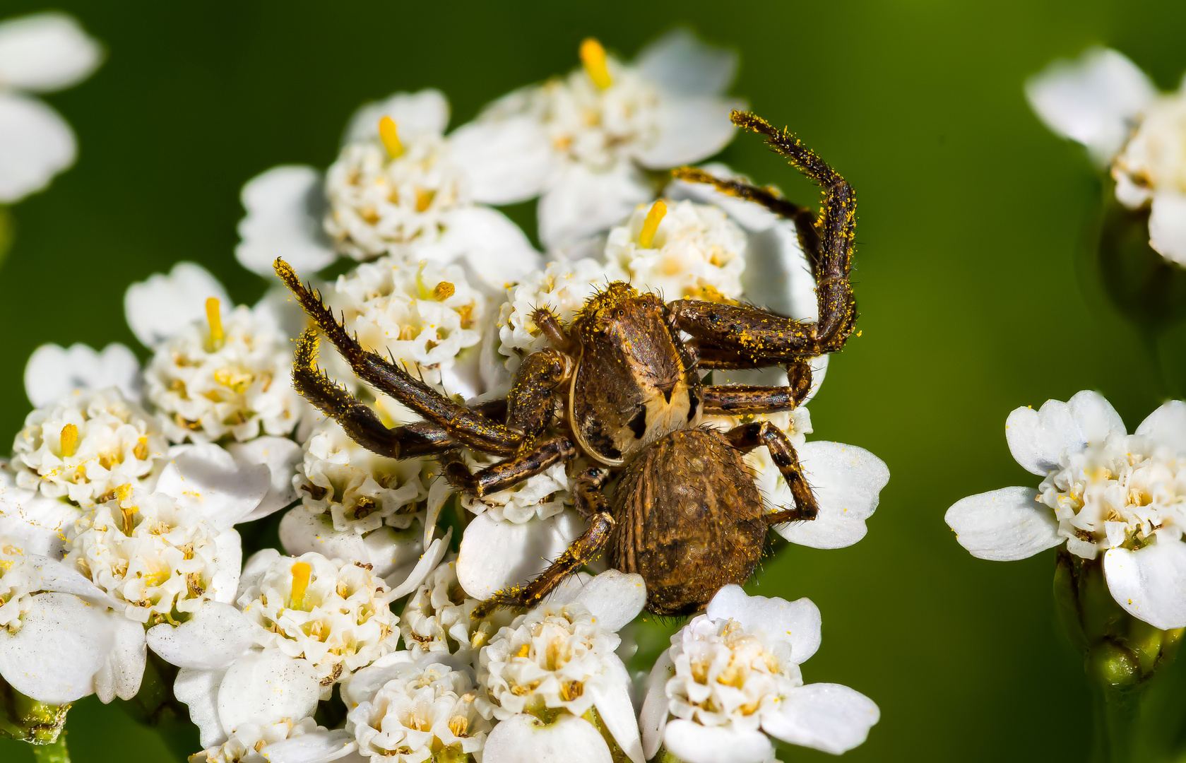 Kleine Spinne