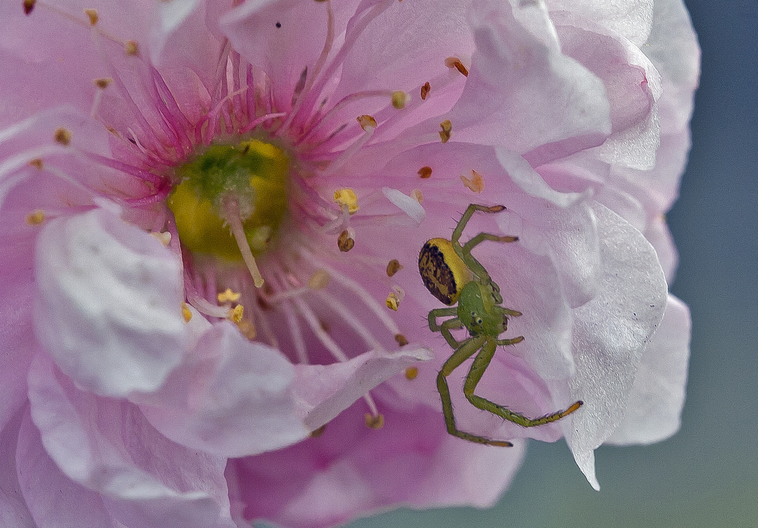 kleine Spinne...