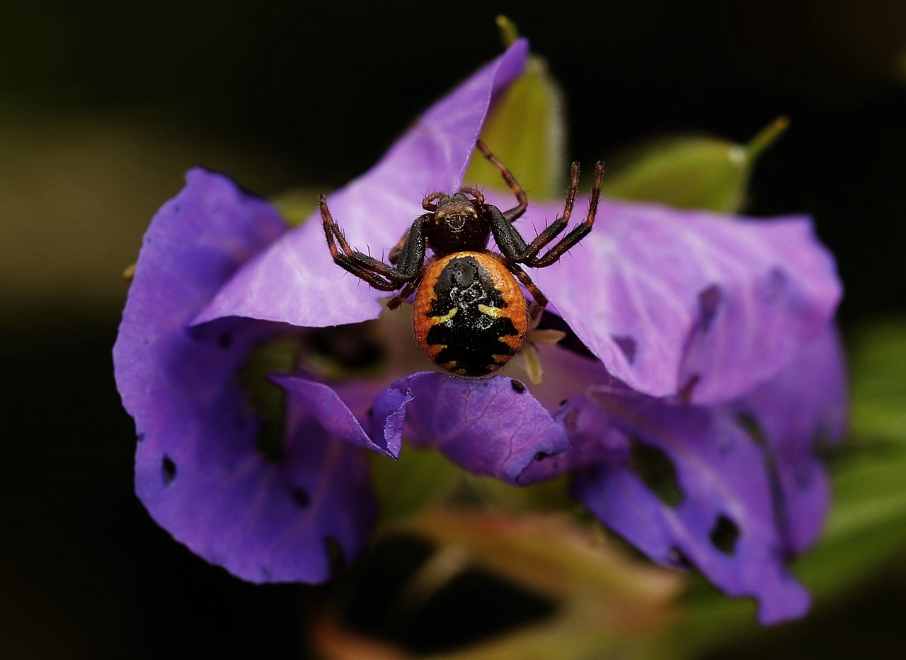 Kleine Spinne