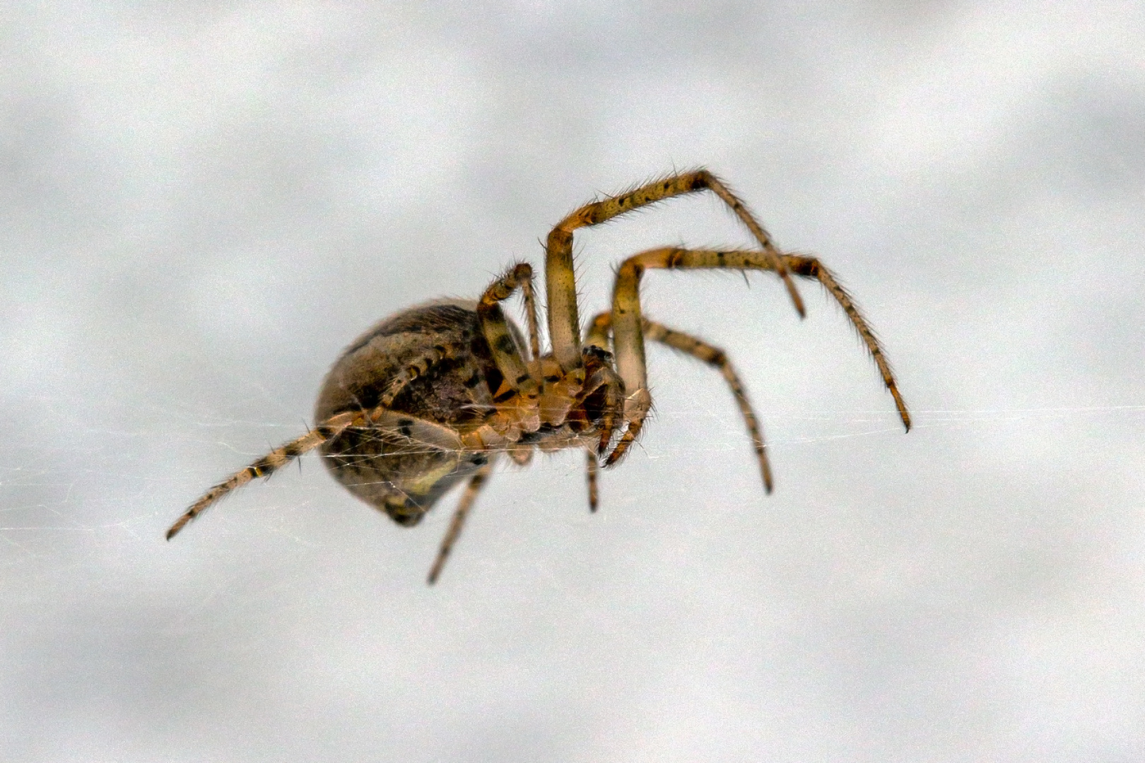Kleine Spinne Foto & Bild tiere, wildlife, spinnen Bilder auf