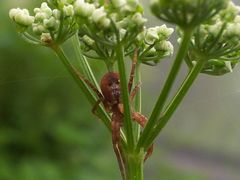 kleine Spinne