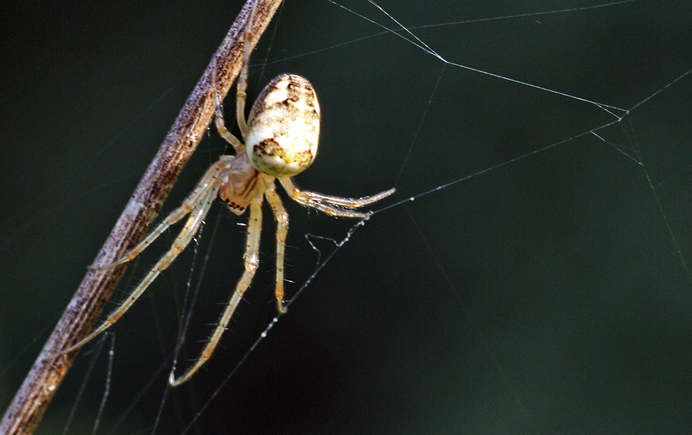 kleine Spinne