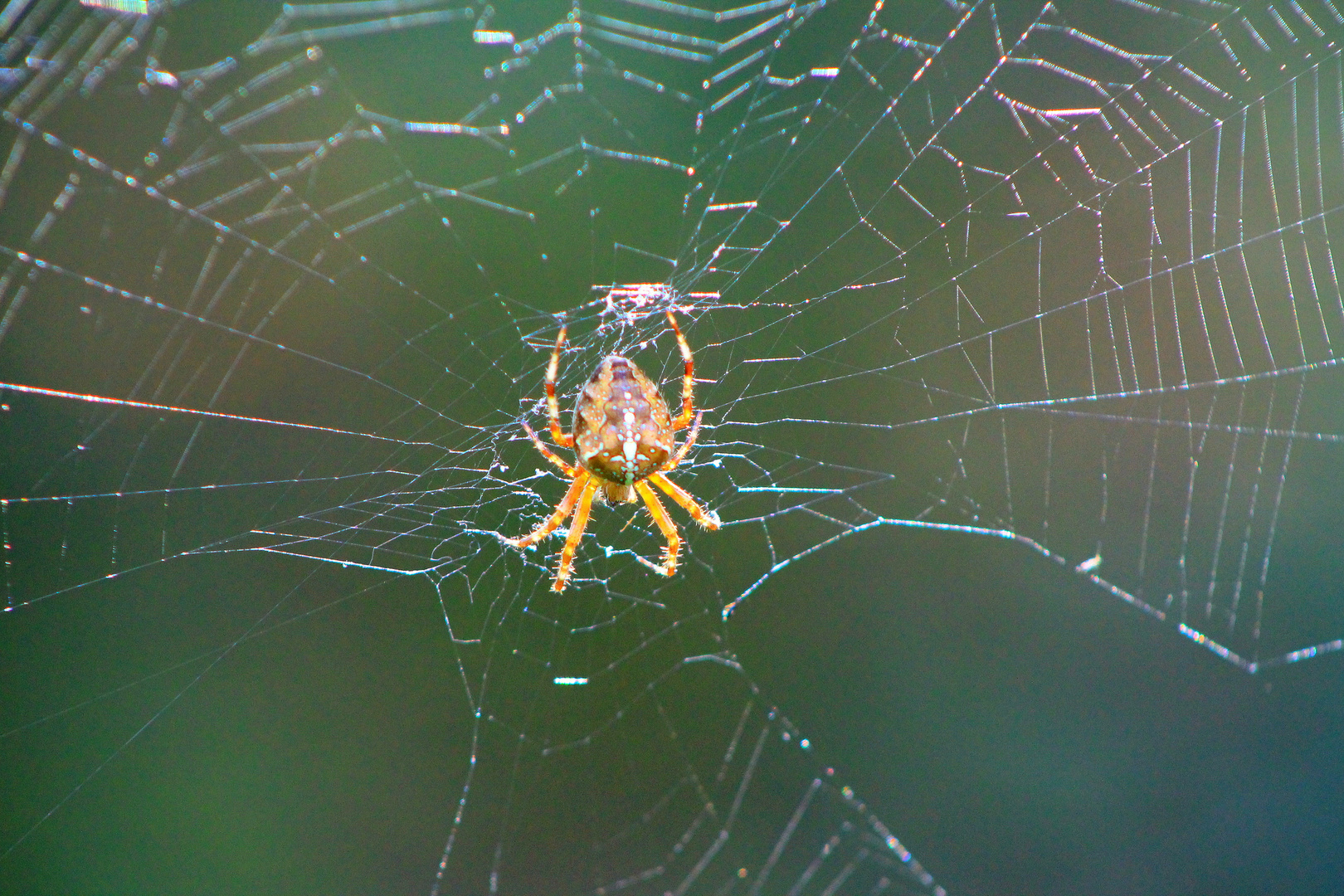 Kleine Spinne