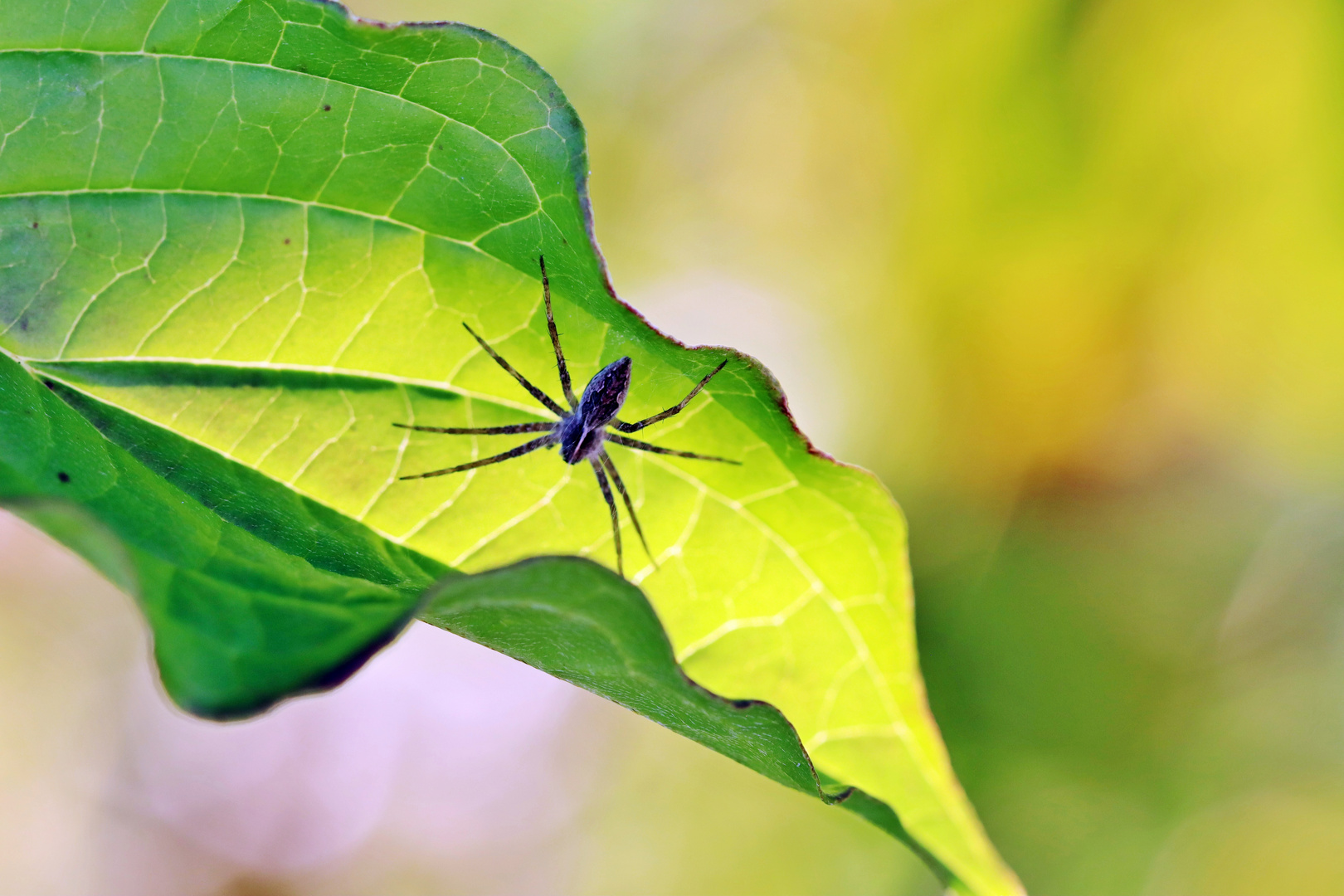 kleine Spinne