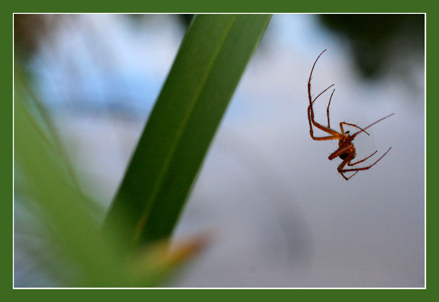 Kleine Spinne