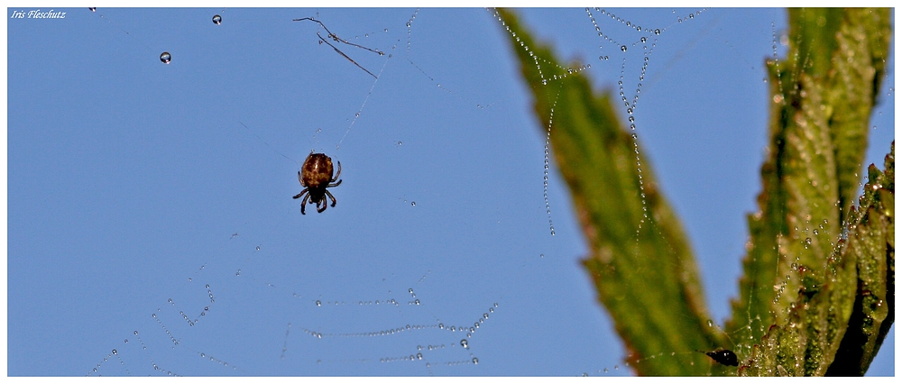 kleine Spinne