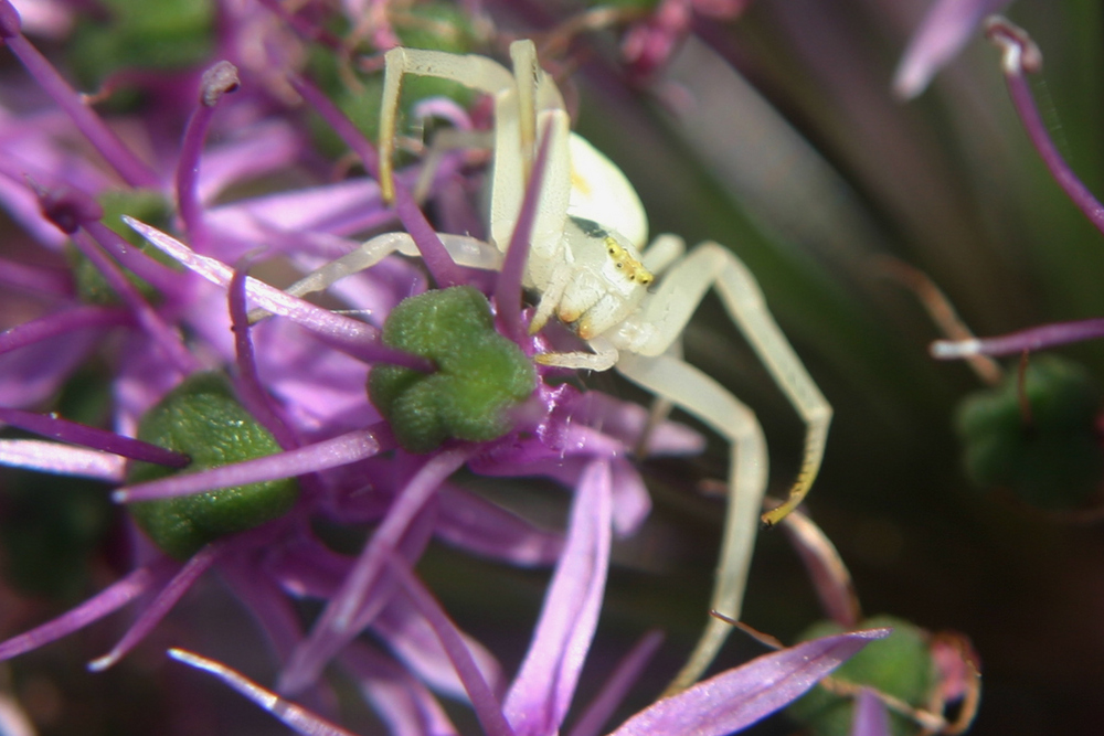 kleine Spinne