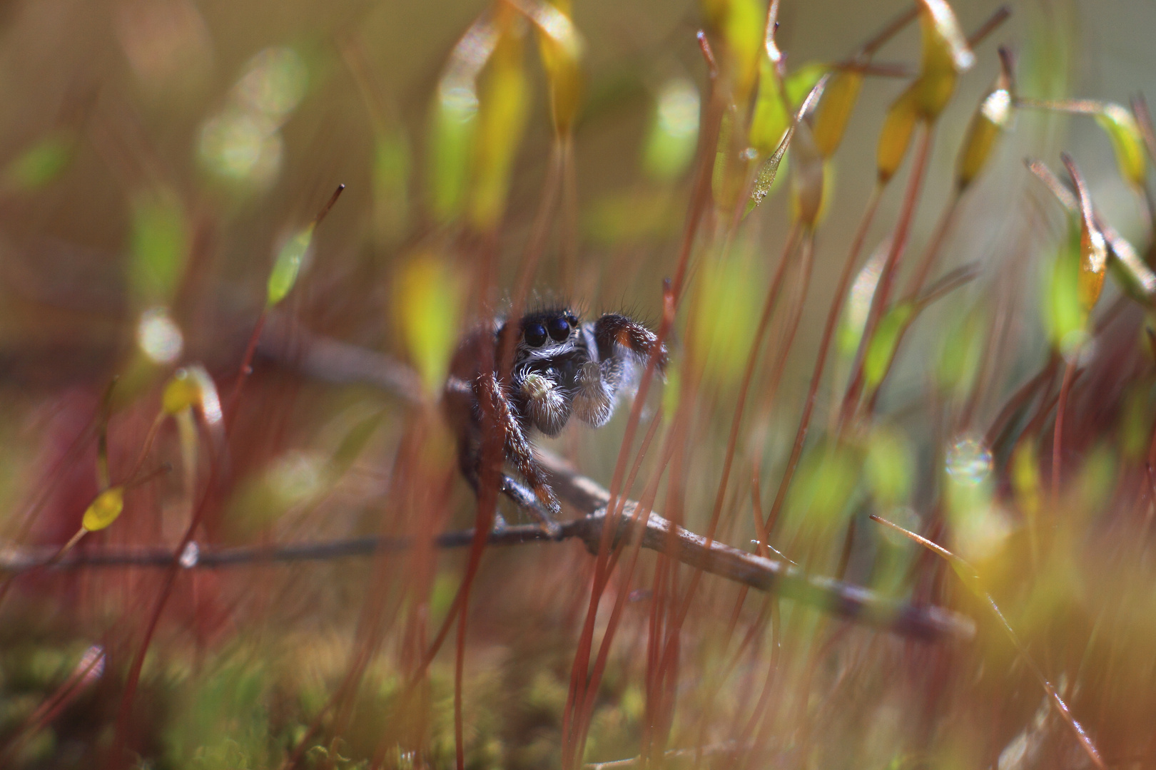 Kleine Spinne