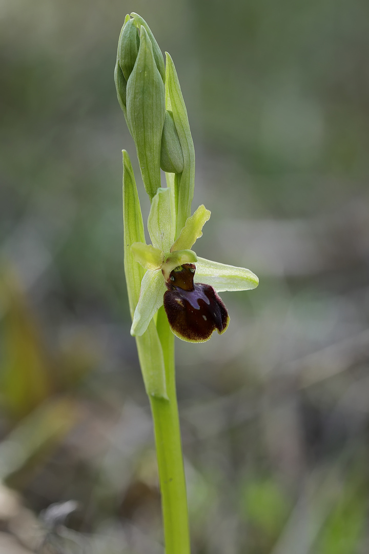 Kleine Spinne