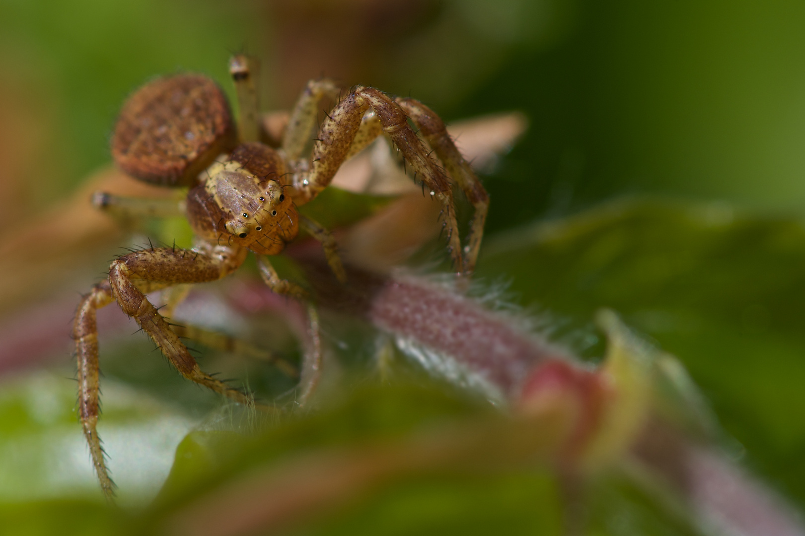 Kleine Spinne