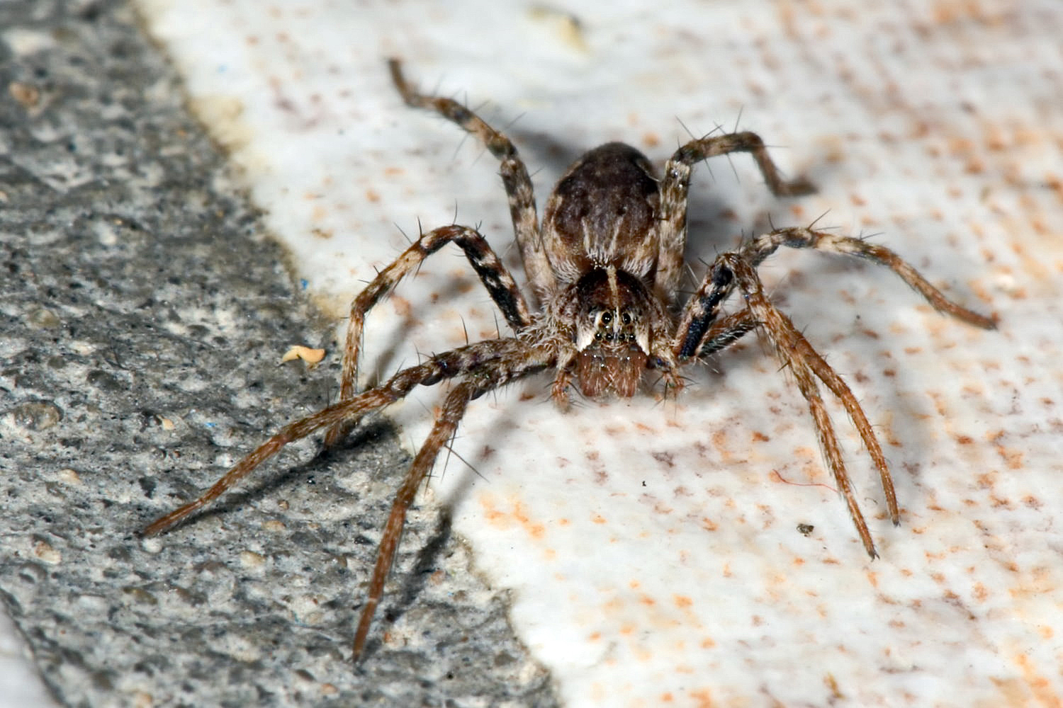 kleine Spinne Foto & Bild fotos,