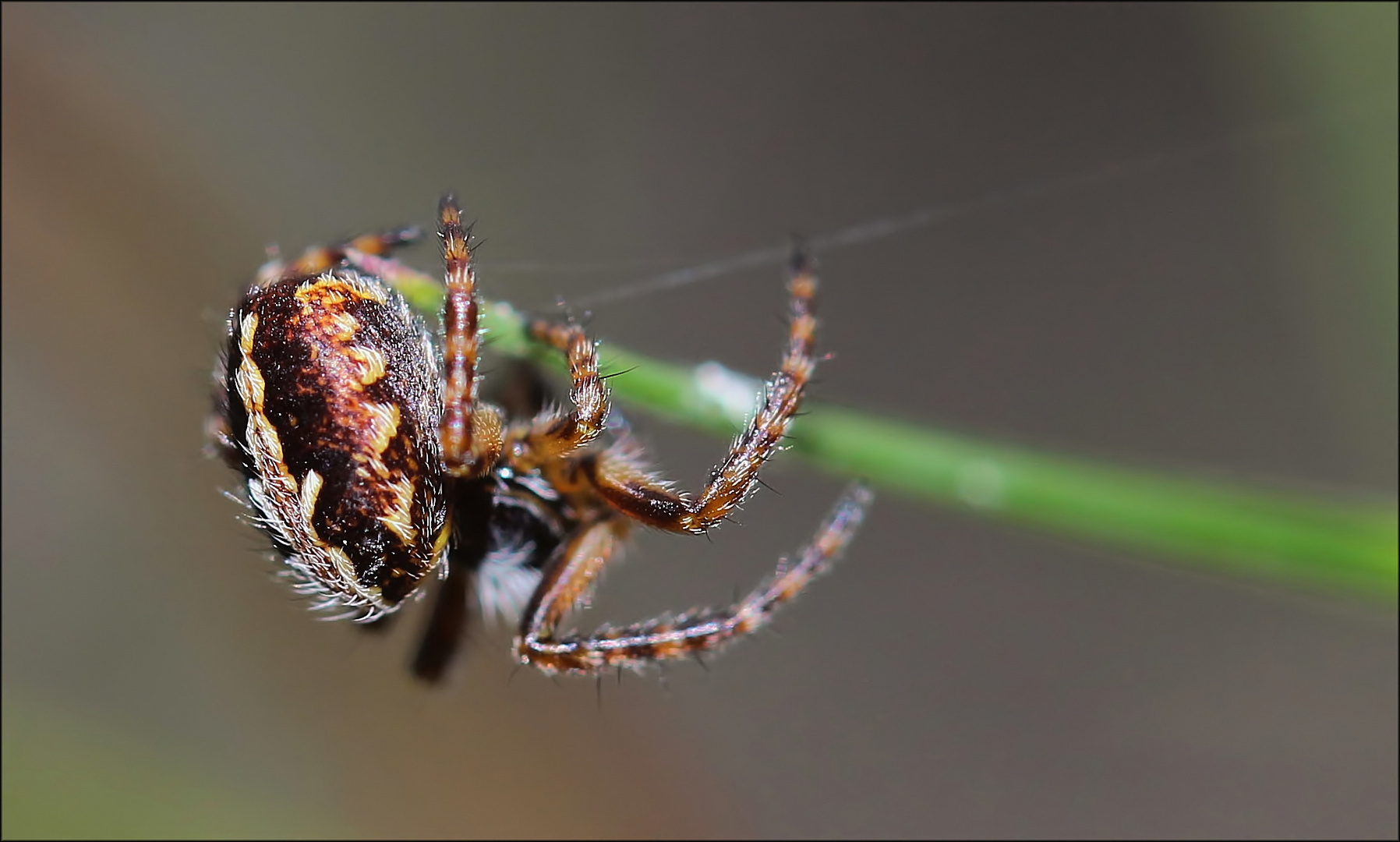 "kleine Spinne"