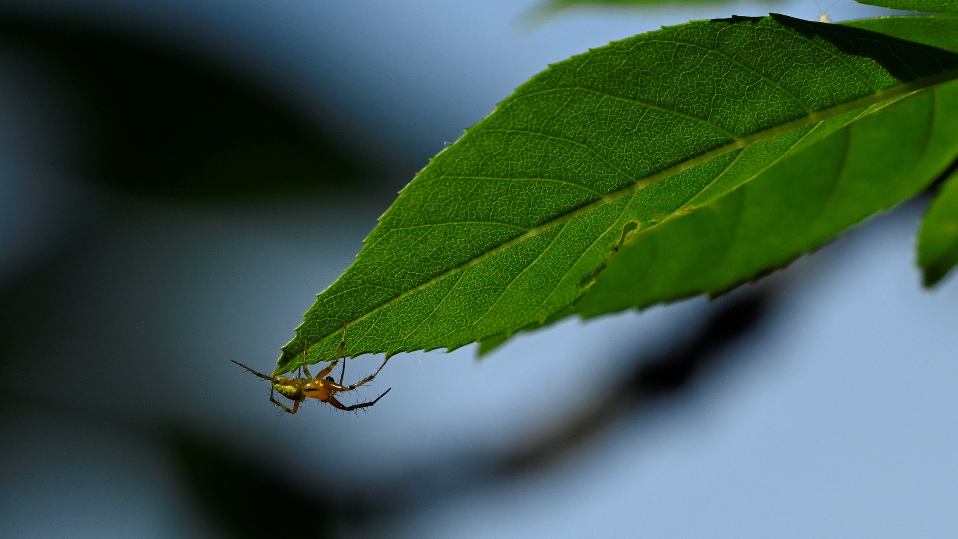 Kleine Spinne am Blattrand