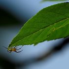 Kleine Spinne am Blattrand