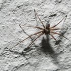 kleine Spinne an der Wand #1