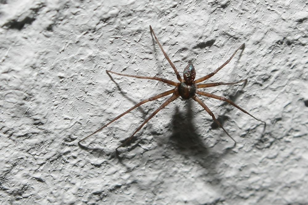 kleine Spinne an der Wand #1