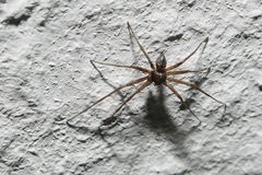 kleine Spinne an der Wand #1