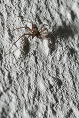 kleine Spinne an der Wand #2