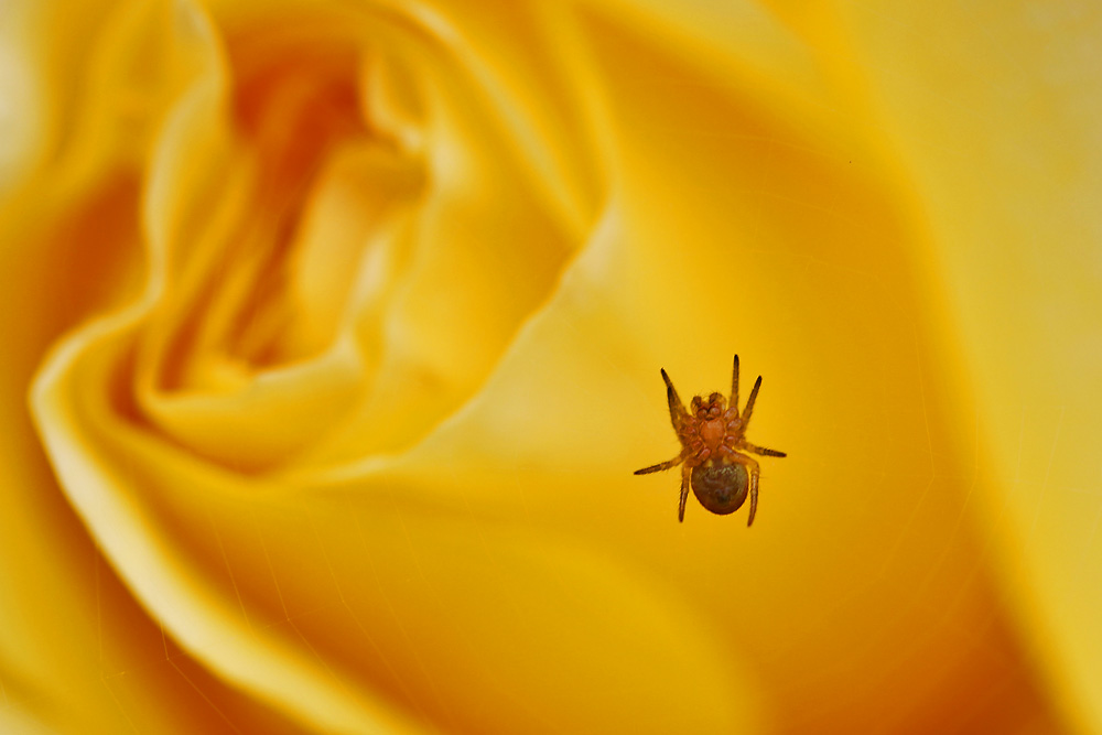 kleine Spinne an gelben Rosenblättern