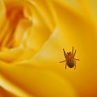 kleine Spinne an gelben Rosenblättern