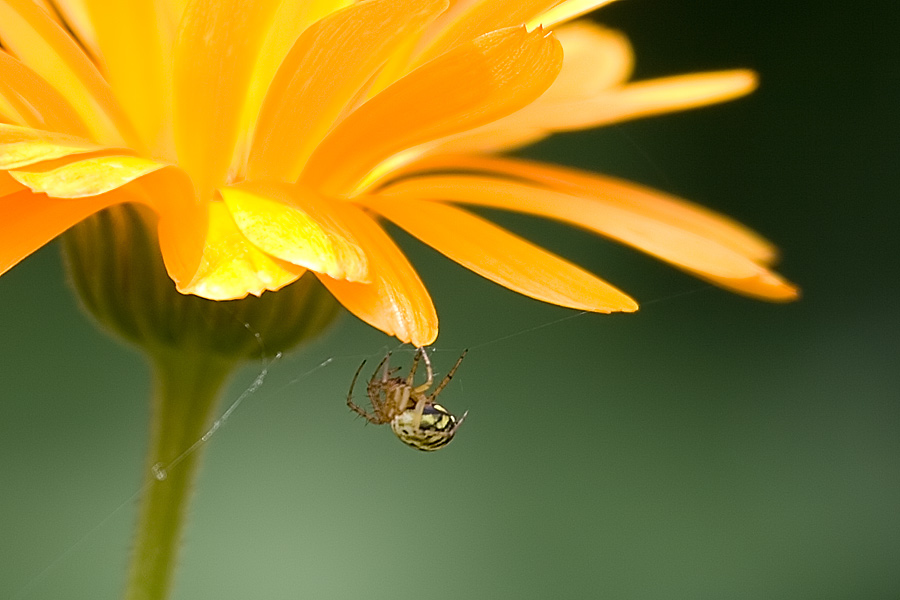 kleine Spinne an Mädchenaugenblüte