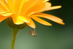 kleine Spinne an Mädchenaugenblüte