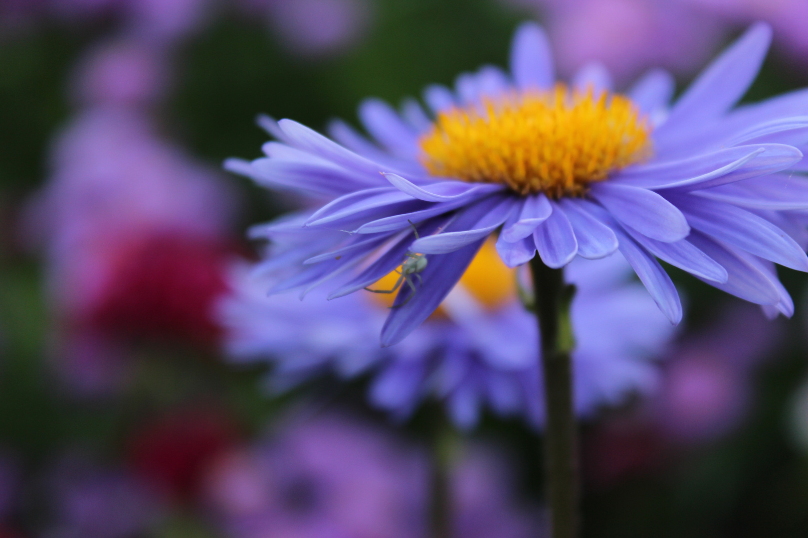 kleine Spinne auf Aster