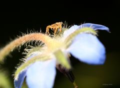 kleine Spinne auf blauer Blume