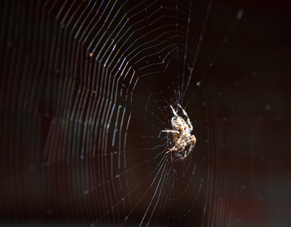 Kleine Spinne auf der Lauer