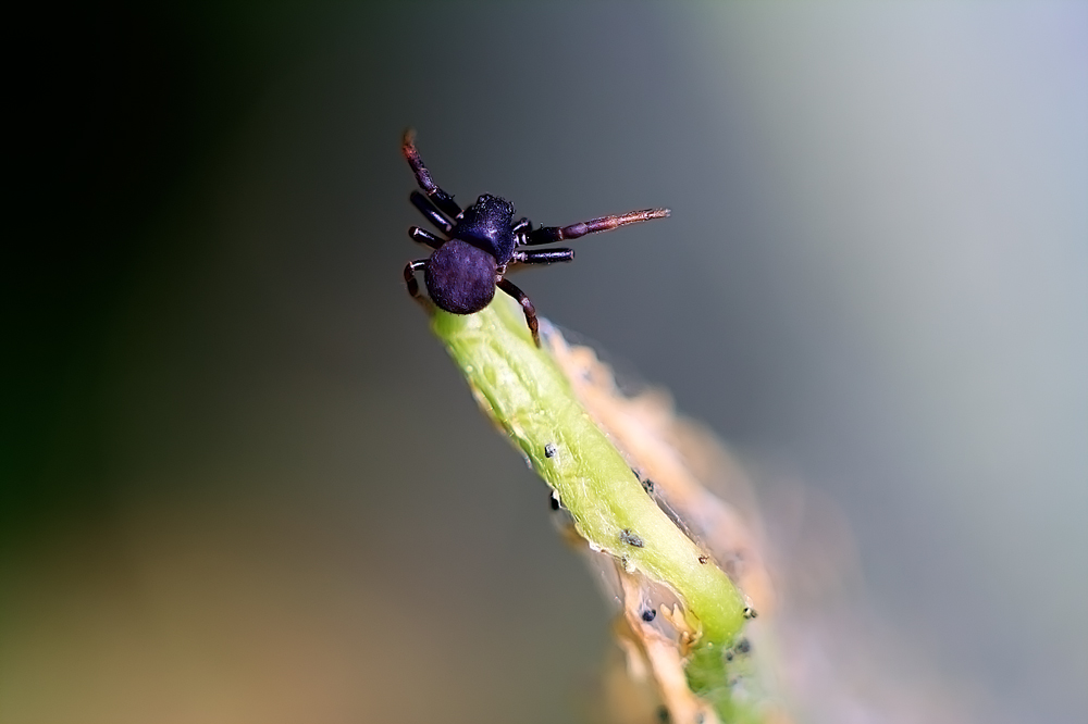 Kleine Spinne auf einem Farn