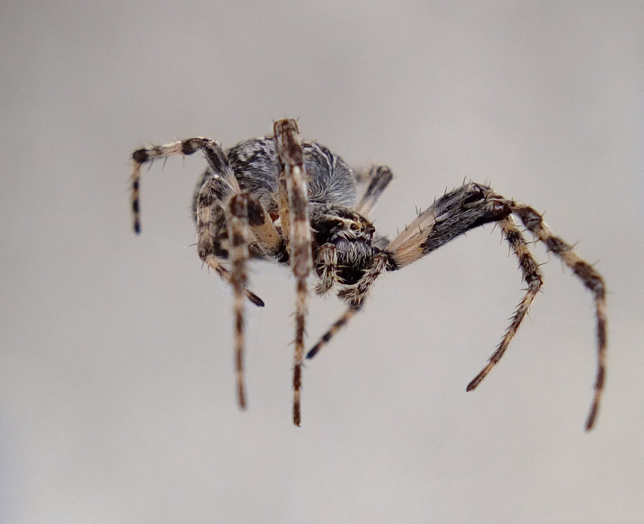 Kleine Spinne auf Grau