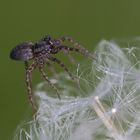 kleine Spinne auf Pusteblume