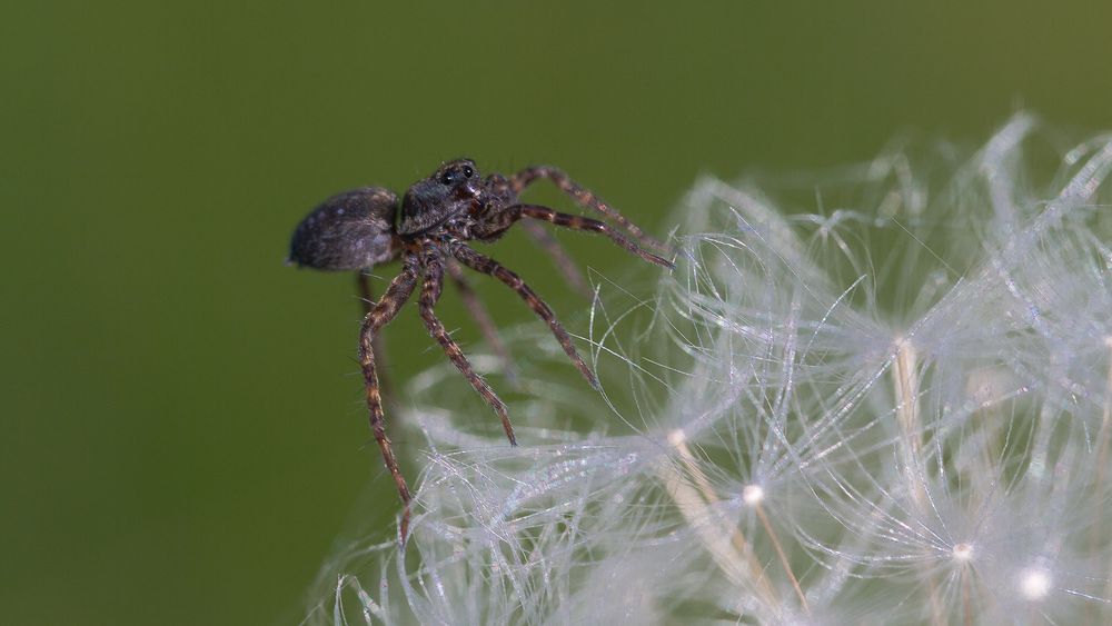 kleine Spinne auf Pusteblume