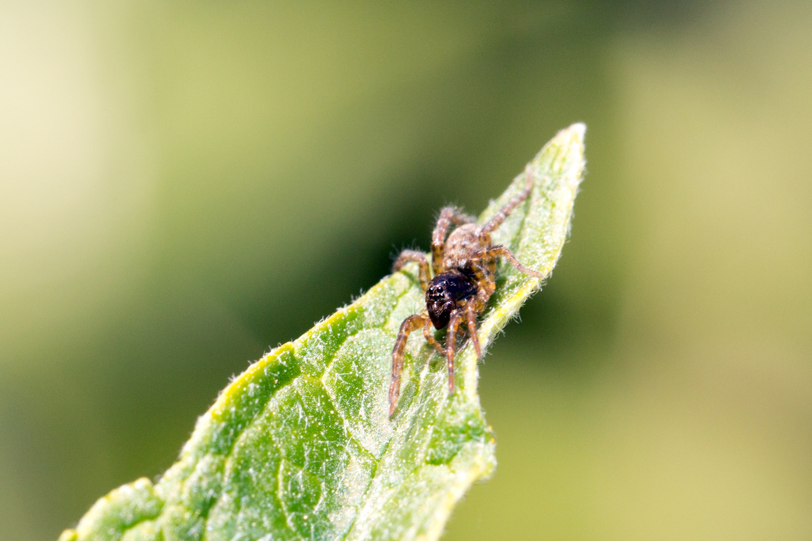 Kleine Spinne auf Sommerflieder