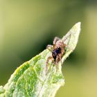 Kleine Spinne auf Sommerflieder