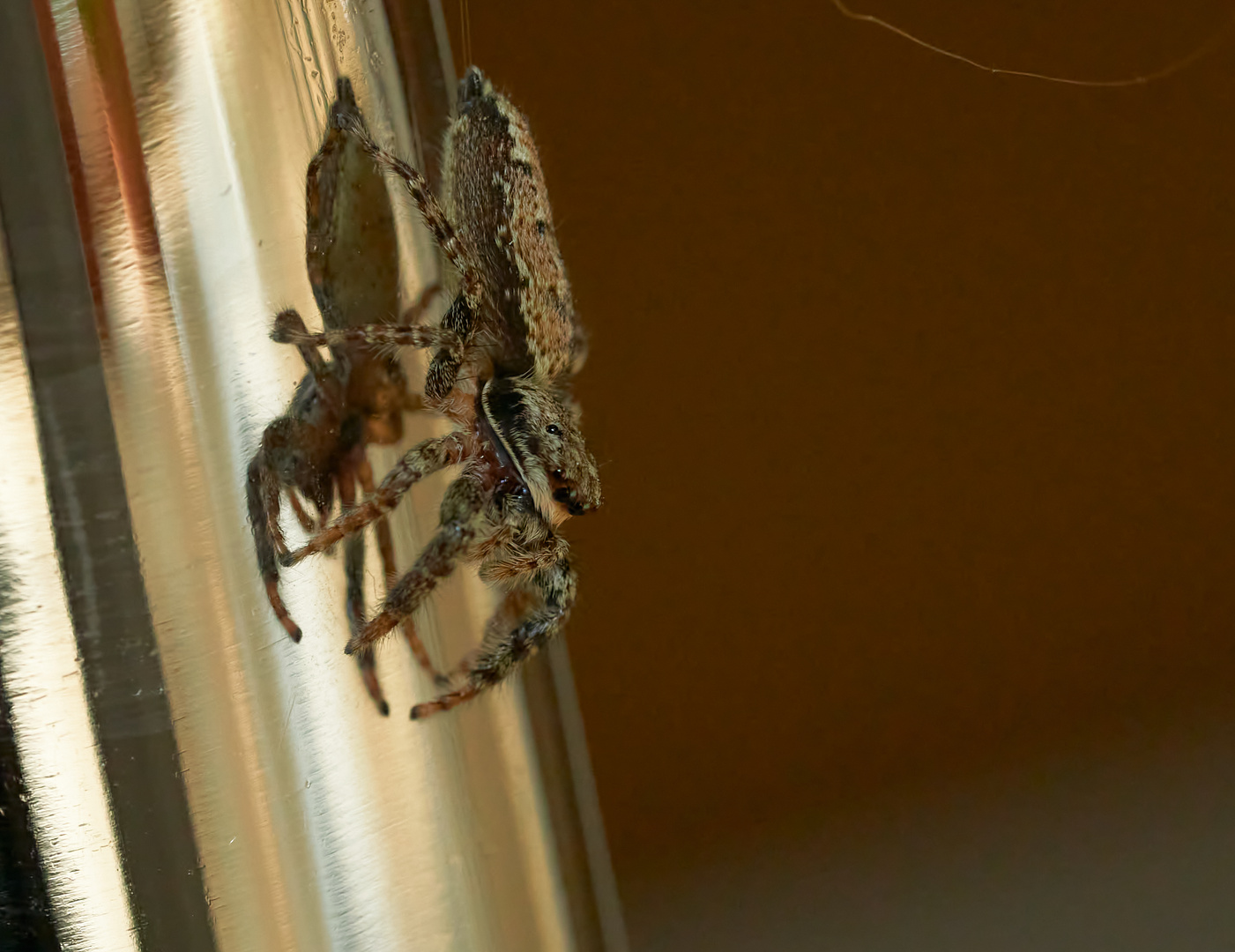 Kleine Spinne auf Wohnungserkundungstour