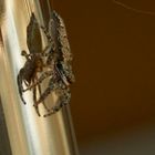 Kleine Spinne auf Wohnungserkundungstour