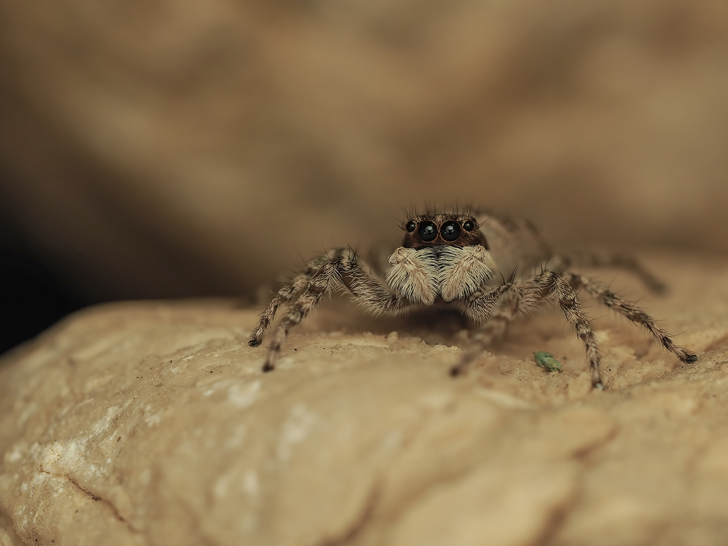 kleine Spinne aus Kroatien 