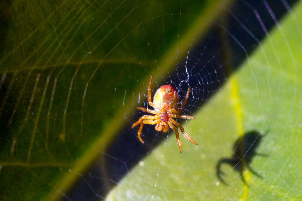 Kleine Spinne