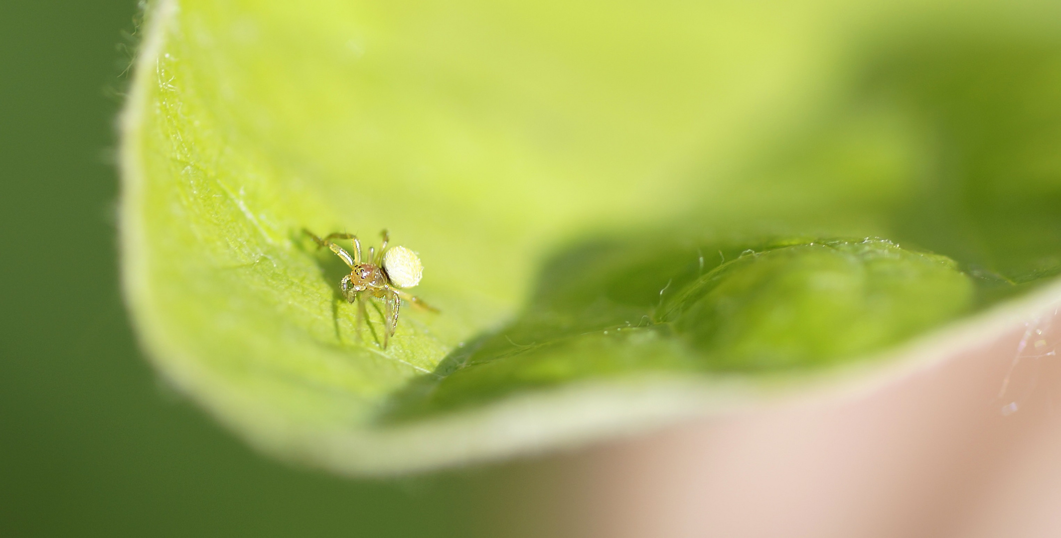 Kleine Spinne beim Spaziergang entdeckt...