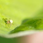 Kleine Spinne beim Spaziergang entdeckt...