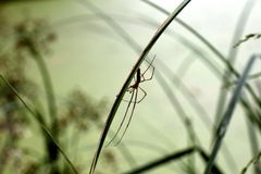 kleine Spinne